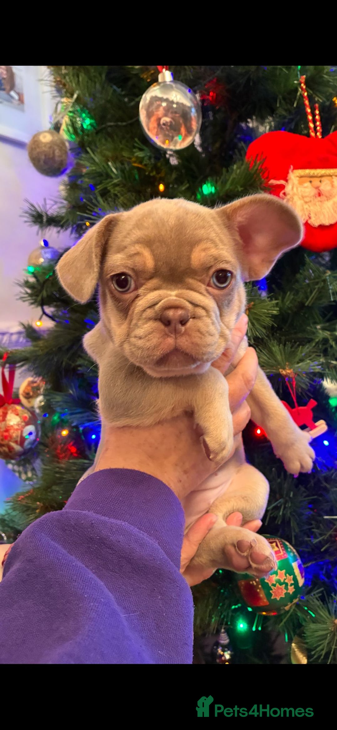 French Bulldog dogs for sale: KC Registered Beautiful French Bulldog Puppies - Advert 35