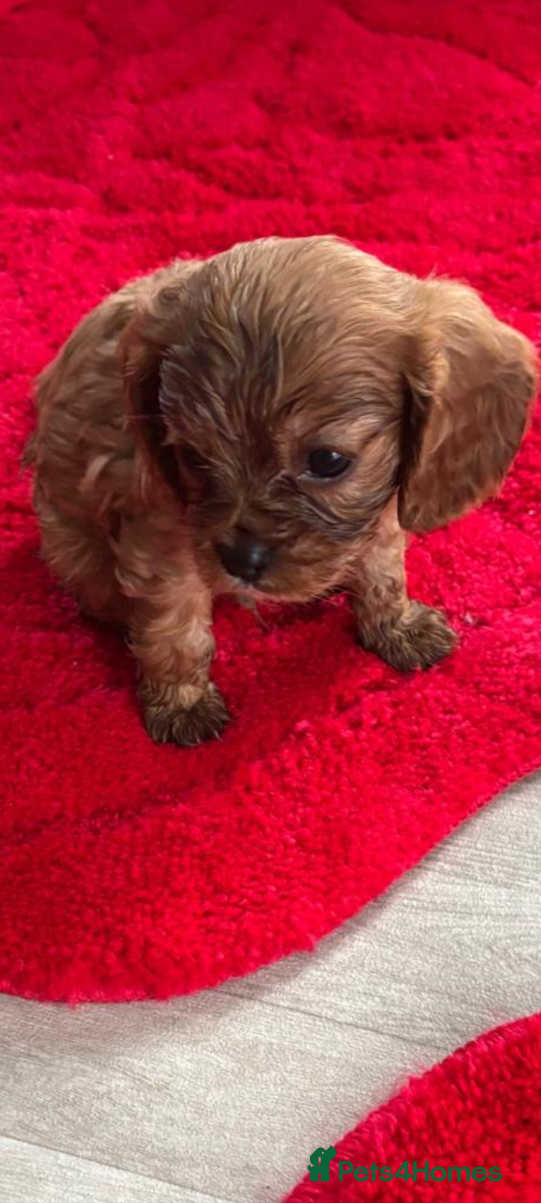 Cavalier King Charles Spaniel dogs for sale: Cavalier King charlies - Advert 7