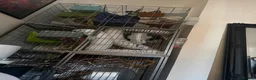 Rat rodents for sale: male fancy /dumbo rats - Advert 1