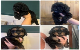 Cavapoo dogs for sale: Tiny Cavapoo - Image 2