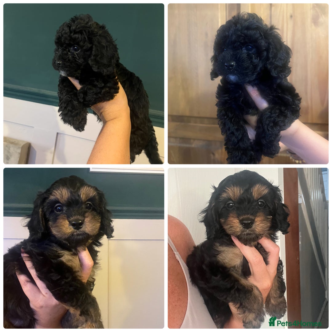 Cavapoo dogs for sale: Tiny Cavapoo - Image 2