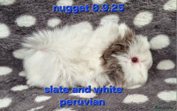 Guinea Pig rodents for sale: Baby male peruvian guinea pigs  - Image 8