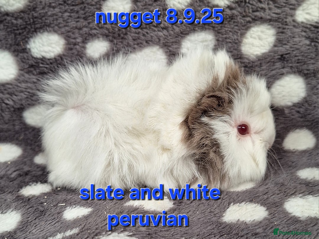Guinea Pig rodents for sale: Baby male peruvian guinea pigs  - Image 8