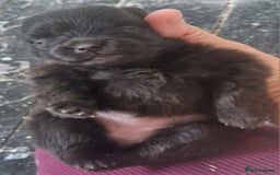 Pomeranian dogs for sale: Beautiful litter of poms  - Image 8