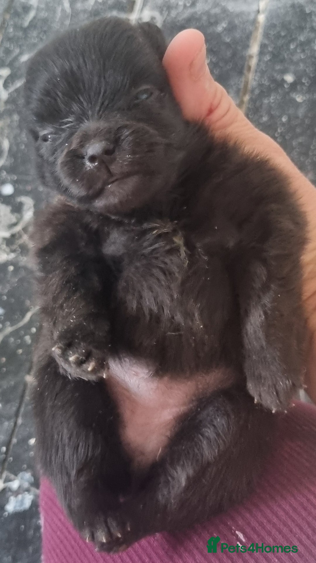 Pomeranian dogs for sale: Beautiful litter of poms  - Image 8