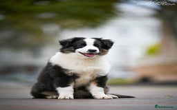 Miniature American Shepherd dogs for sale: miniature American shepherd - Image 12