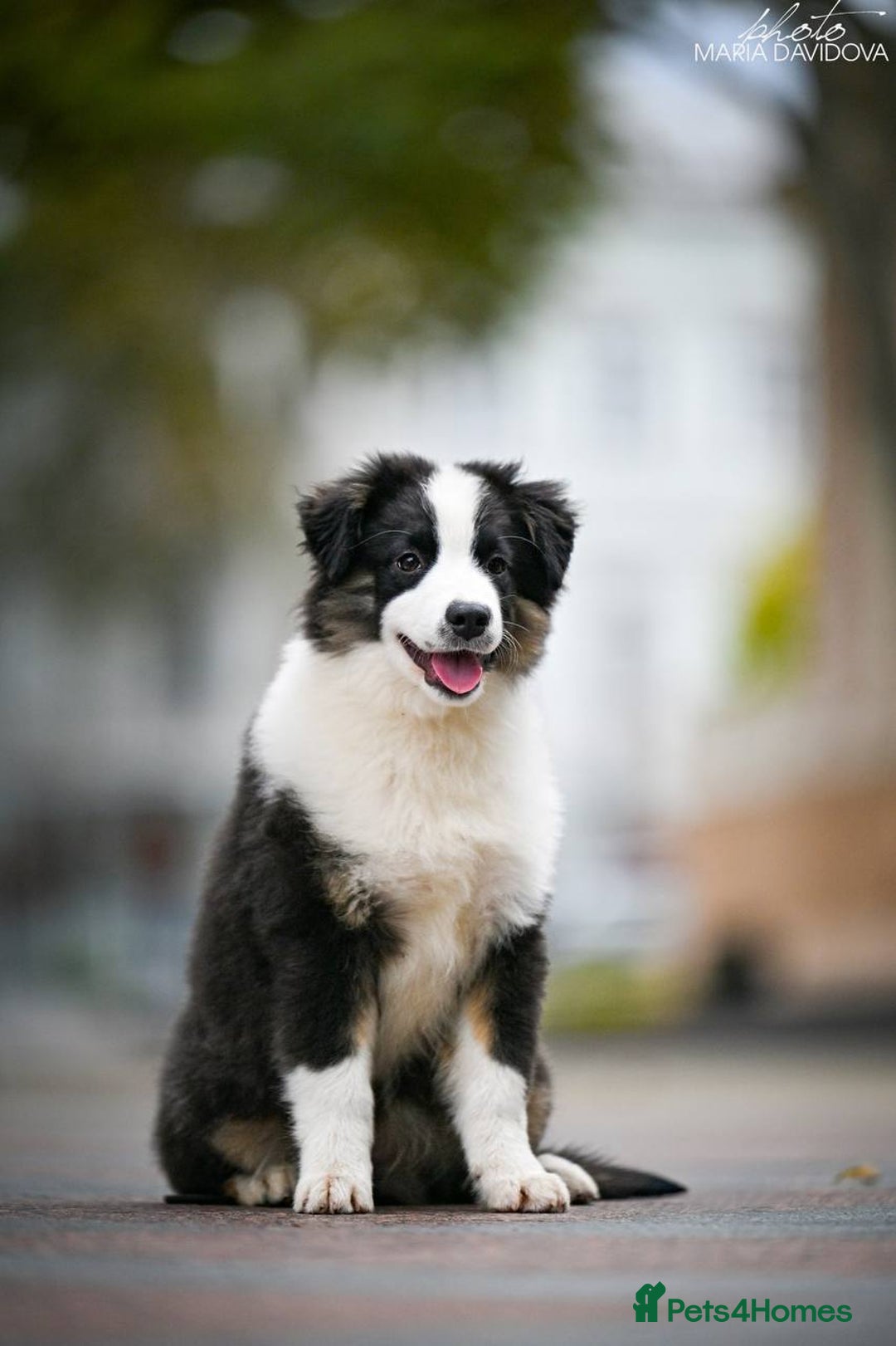 Miniature American Shepherd dogs for sale: miniature American shepherd - Image 12