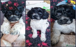 Cockapoo dogs for sale: Bouncy black & white Cockapoo - Image 1