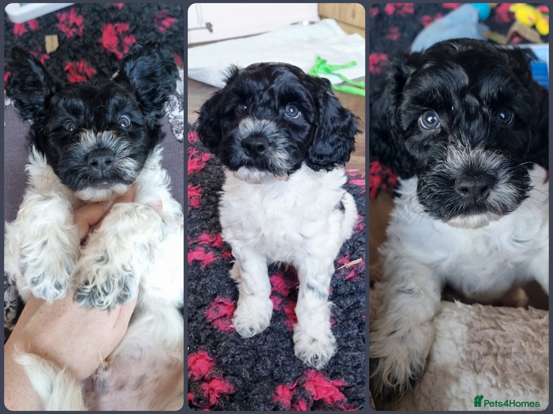 Cockapoo dogs for sale: Bouncy black & white Cockapoo - Image 1