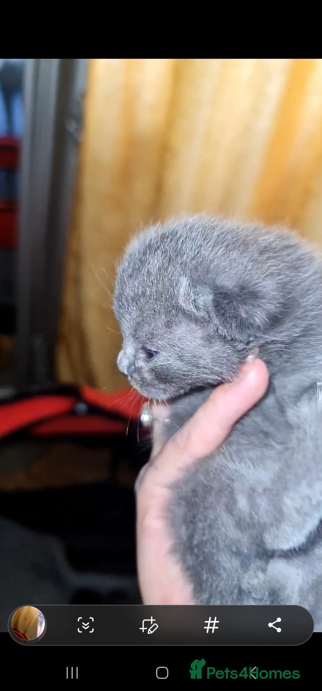 British Shorthair cats for sale: Bsh/russian blue babies 👶  - Advert 3