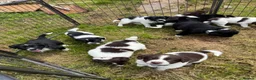 Sprollie dogs for sale: Springer x Collie in Lydney - Advert 23