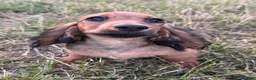 Miniature Dachshund dogs for sale: Kc registered miniature longhaired dachshunds   - Advert 5