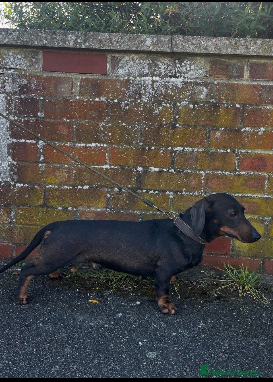 Dachshund dogs Working Wirehaired Dachshund pups - Advert 8