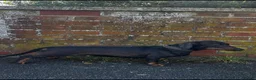 Dachshund dogs for sale: Working Wirehaired Dachshund pups - Advert 1