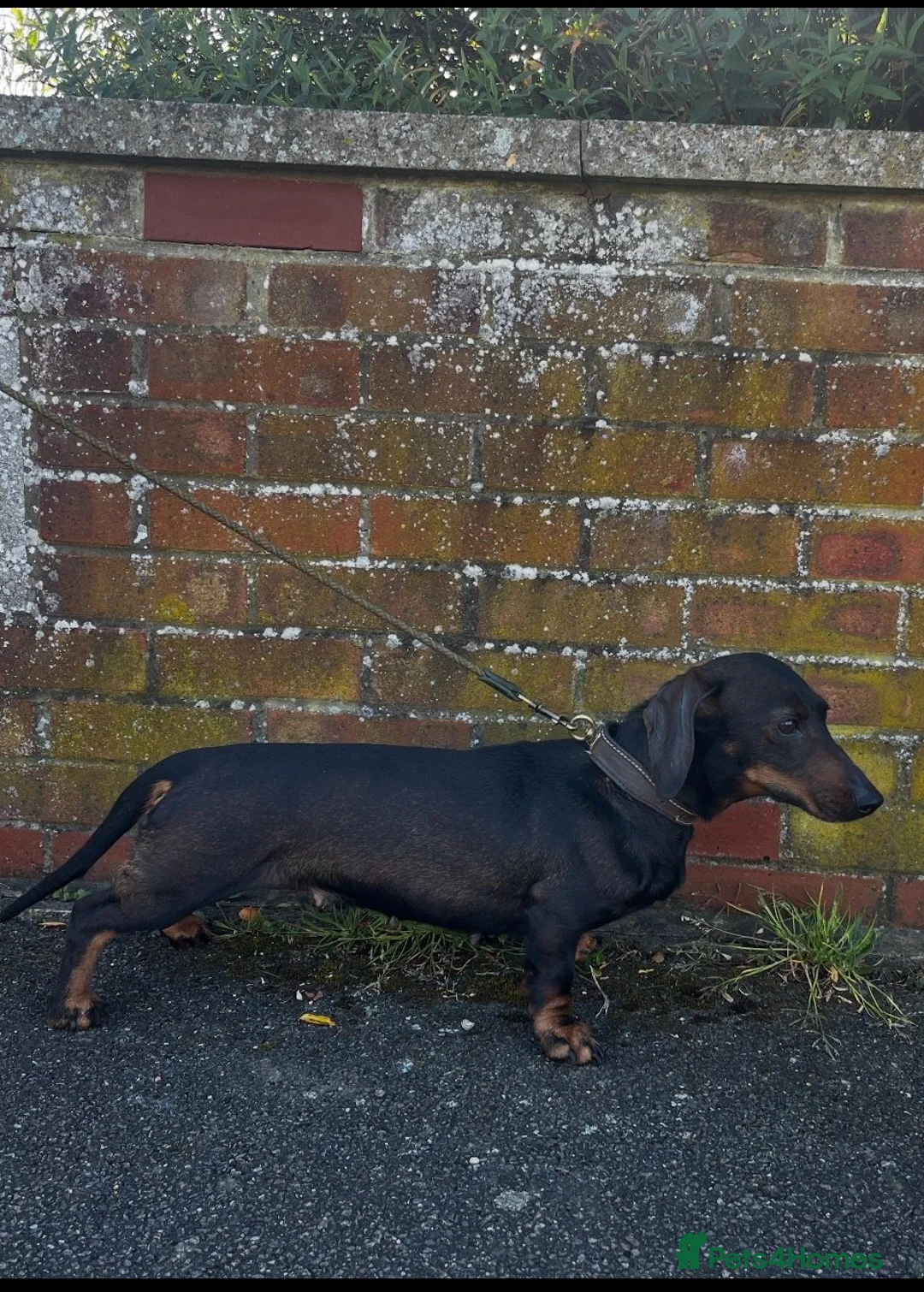 Dachshund dogs for sale: Working Wirehaired Dachshund pups - Advert 1