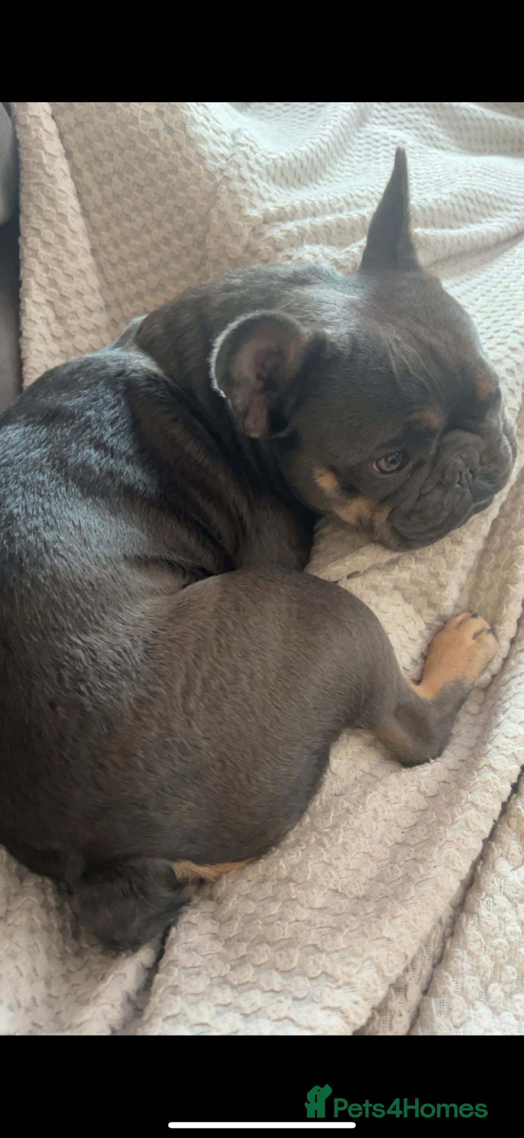 French Bulldog dogs for sale: Female French bulldog  - Advert 2