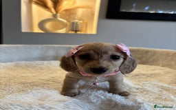 Miniature Dachshund dogs for sale: Long hair cream mini dachshund puppies 30th july in Liverpool - Image 22