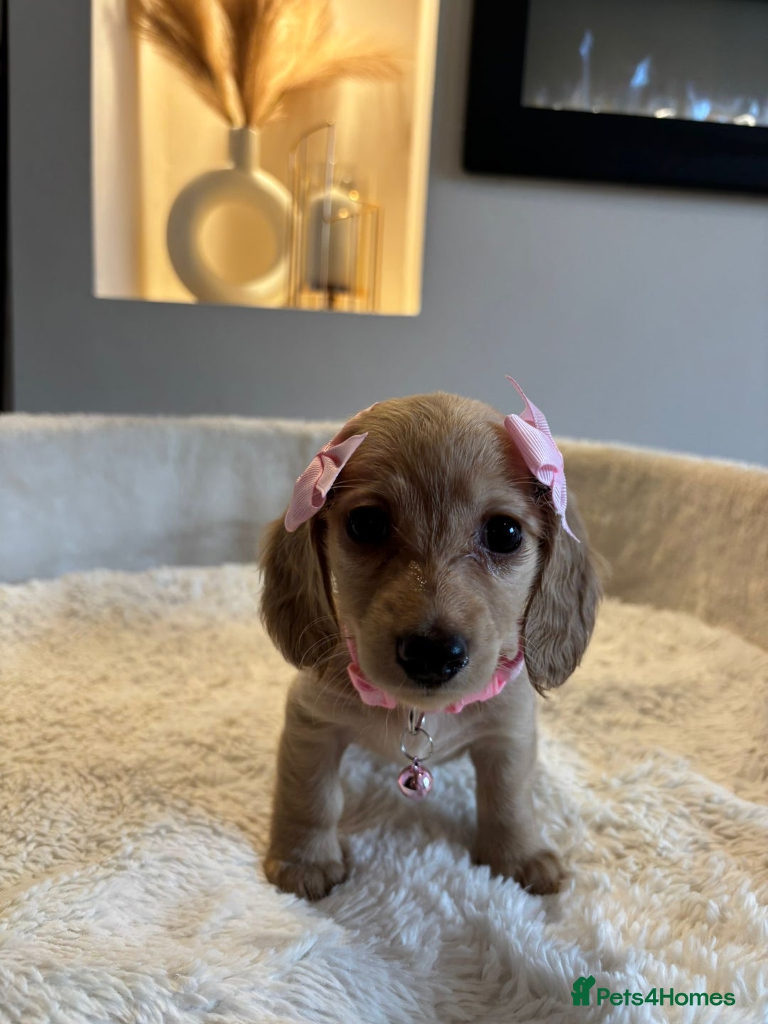 Miniature Dachshund dogs for sale: Long hair cream mini dachshund puppies 30th july in Liverpool - Image 22