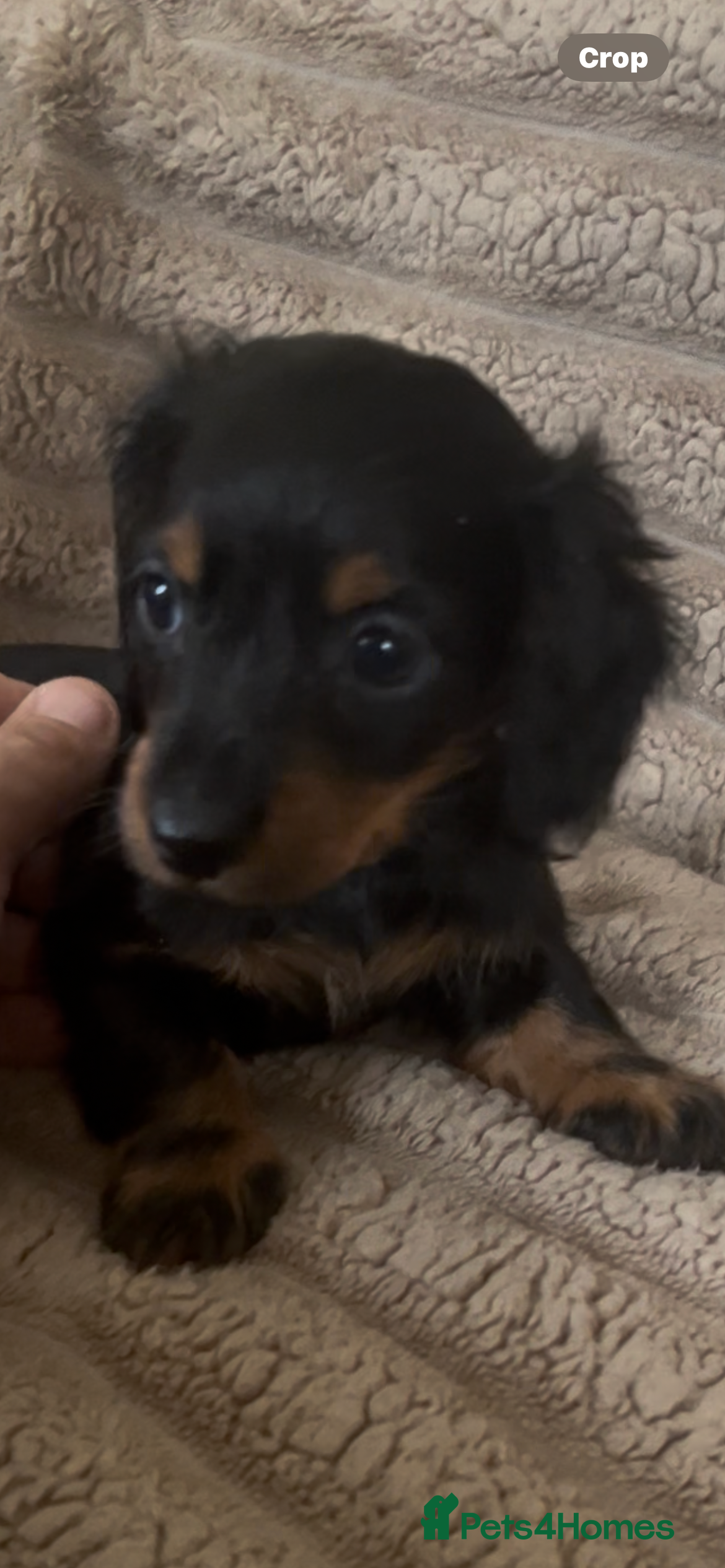 Miniature Dachshund dogs 2 beautiful pups  - Advert 5