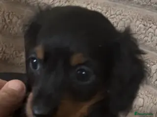 Miniature Dachshund dogs 2 beautiful pups - Advert 6