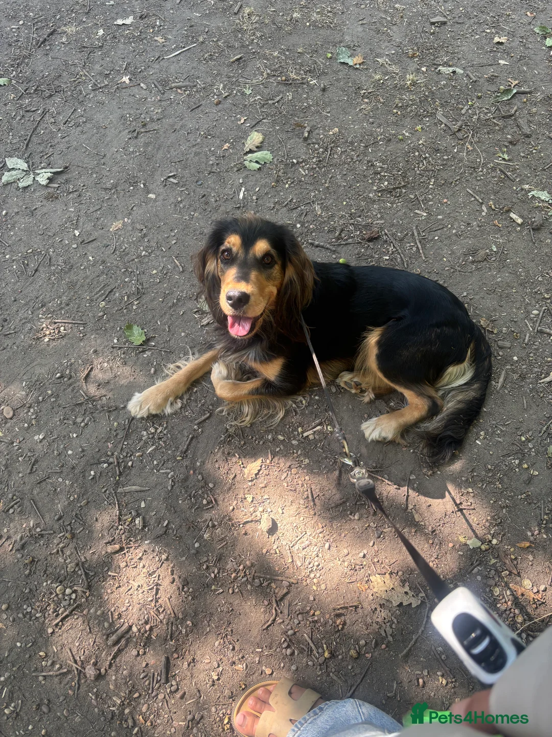 Cockerdor dogs for sale: Hector 2 year old Cockerdor  - Advert 8