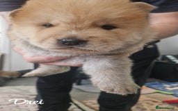 Chow Chow dogs for sale: Chow chow puppies - Image 12