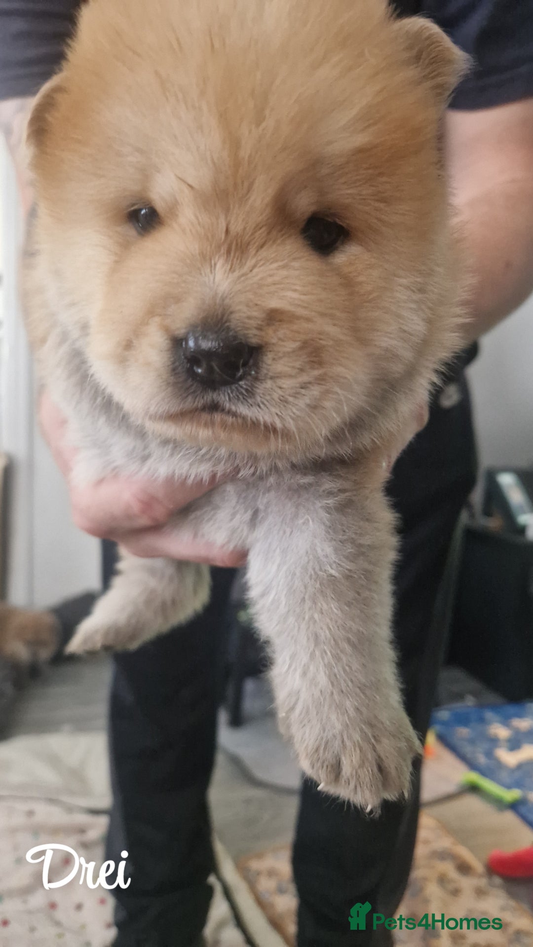 Chow Chow dogs for sale: Chow chow puppies - Image 12