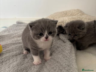 British Shorthair cats 🧸✨6 Chunky British Shorthair Kittens For Sale✨🧸 - Advert 9