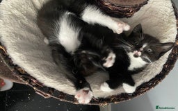 Mixed Breed cats for sale: X BRITISH SHORT adorable kittens ready 4 new home - Image 20