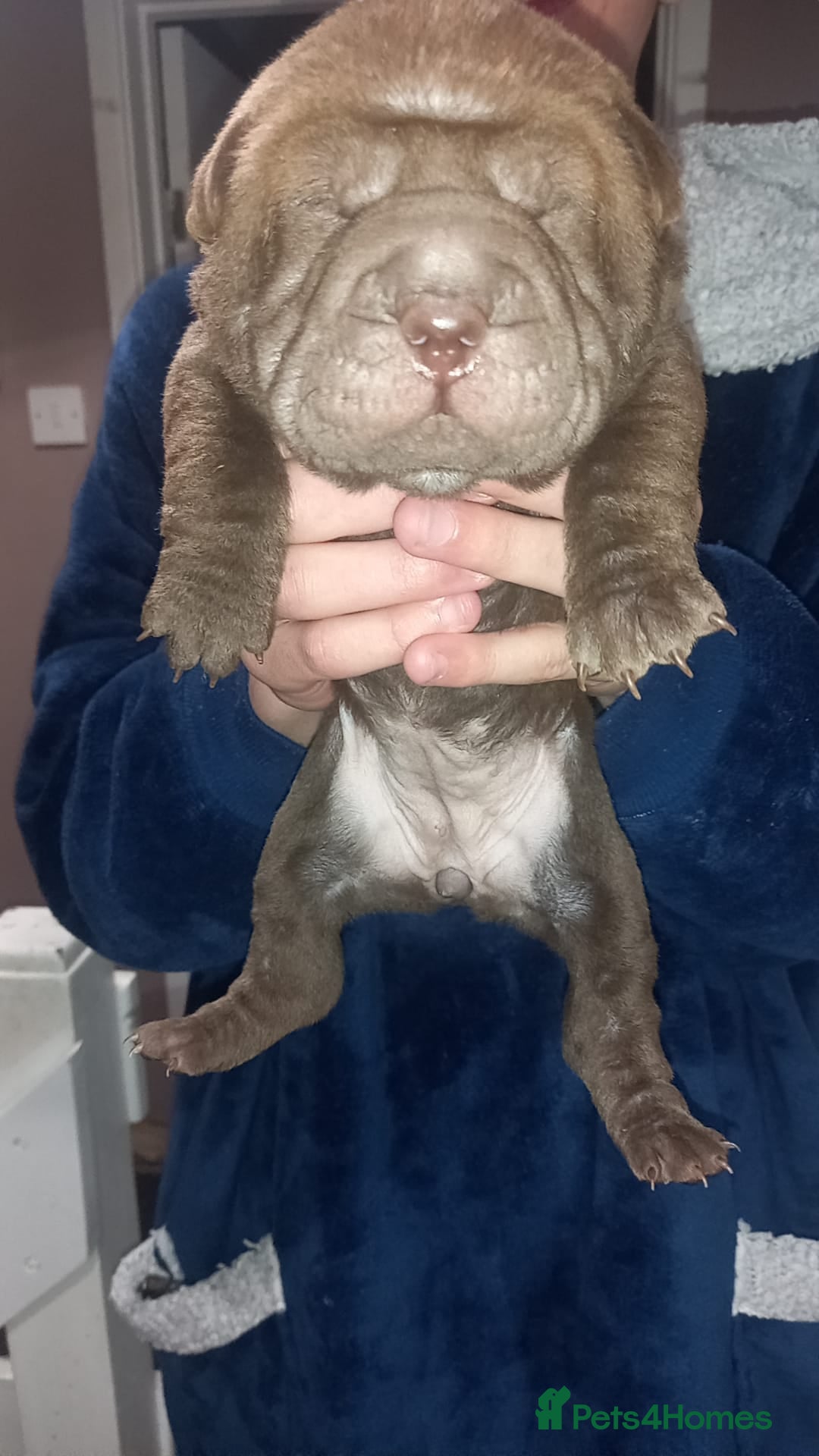 Shar Pei dogs 5 girls and one boy - Advert 15