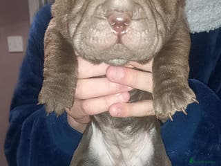 Shar Pei dogs 5 girls and one boy - Advert 2