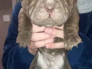 Shar Pei dogs 5 girls and one boy - Advert 18