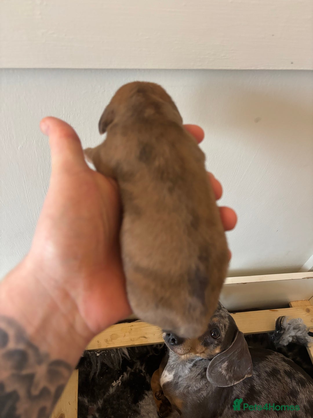 Miniature Dachshund dogs for sale: Gorgeous miniature dachshund puppies - Advert 5