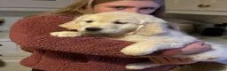 Golden Retriever dogs for sale: ⭐️ KC health tested golden retrievers ⭐️ - Advert 14