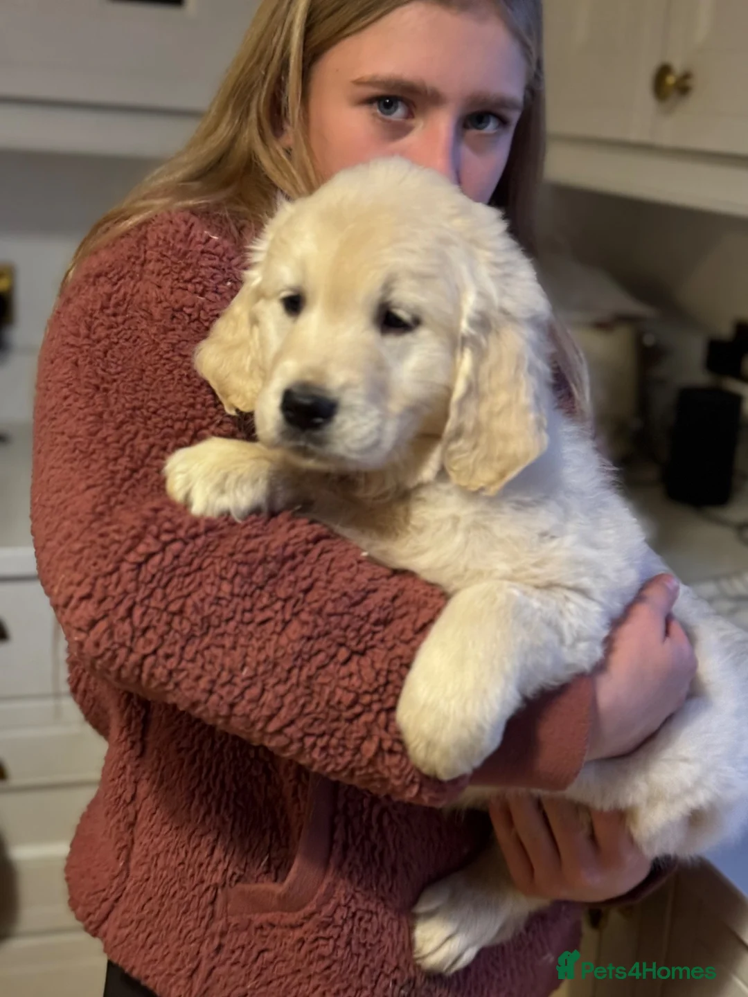 Golden Retriever dogs for sale: ⭐️ KC health tested golden retrievers ⭐️ - Advert 14
