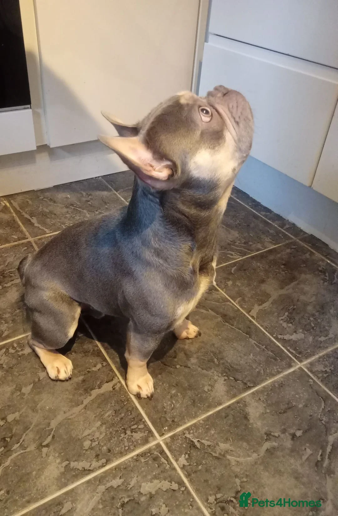 French Bulldog dogs for sale: Hugo french bulldog - Advert 3