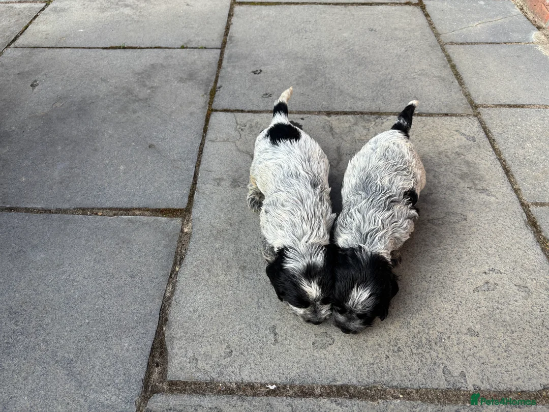 Cocker Spaniel dogs for sale: Cocker Spaniel (Show Type) Blue Roan KC reg  - Advert 2