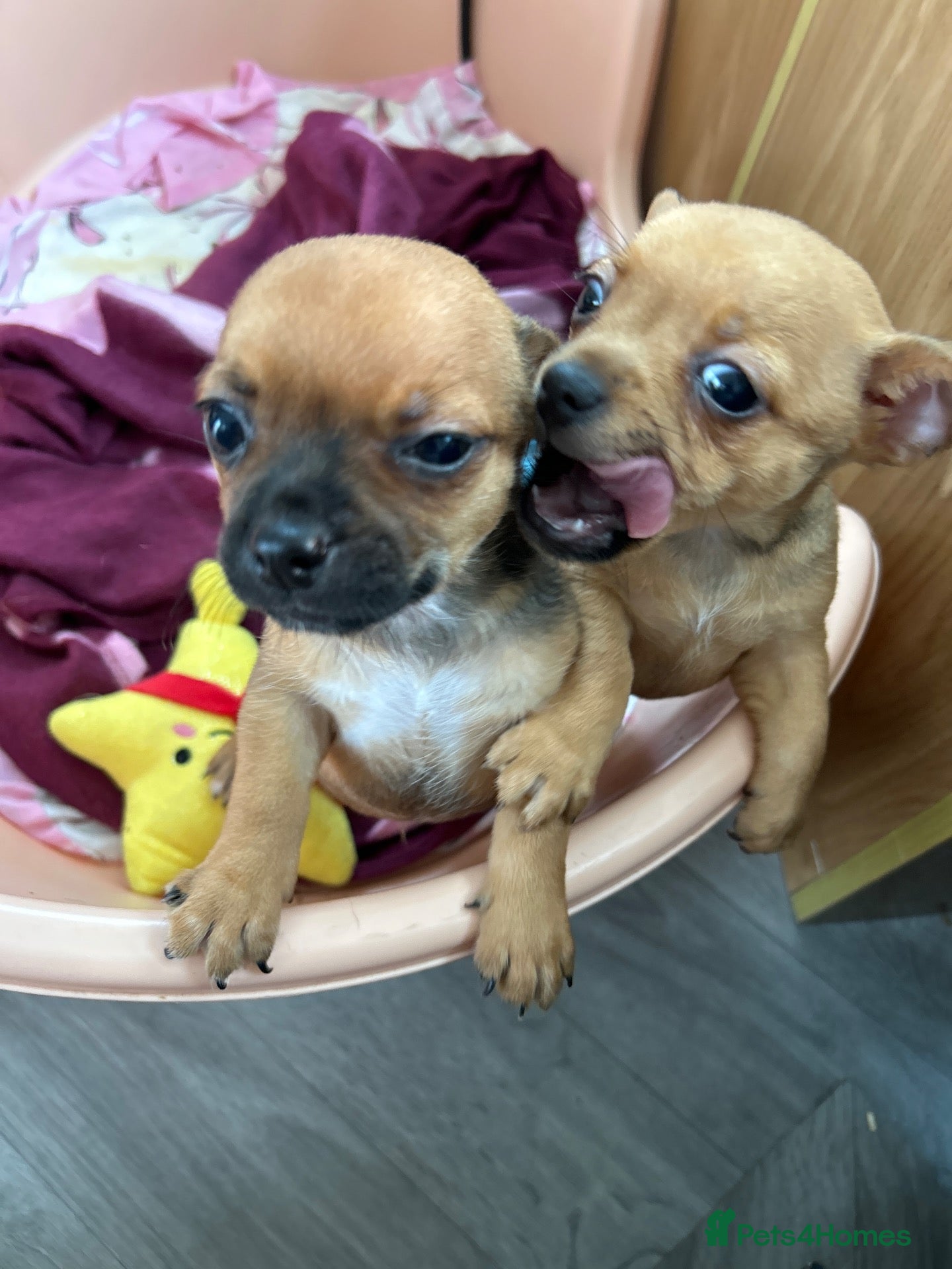 Chihuahua dogs Beautiful chihuahua puppies  - Advert 4