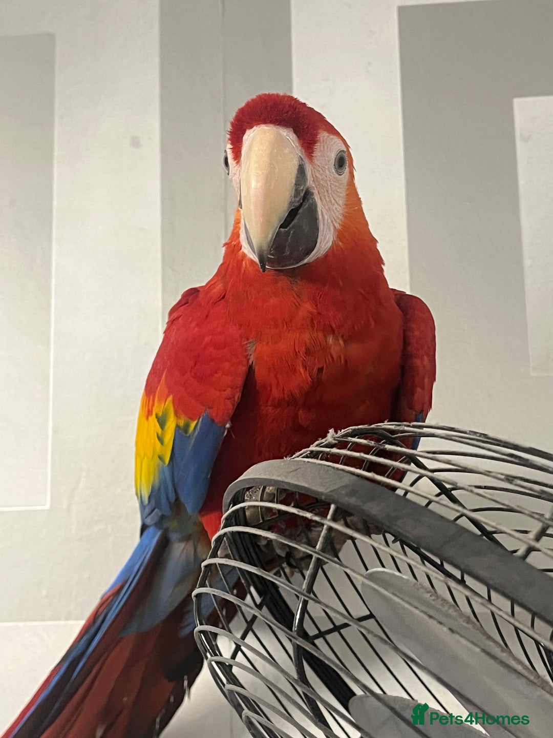 Macaws birds for sale: TALKING BABY MALE SCARLET MACAW WITH FULL PAPERS - Advert 3