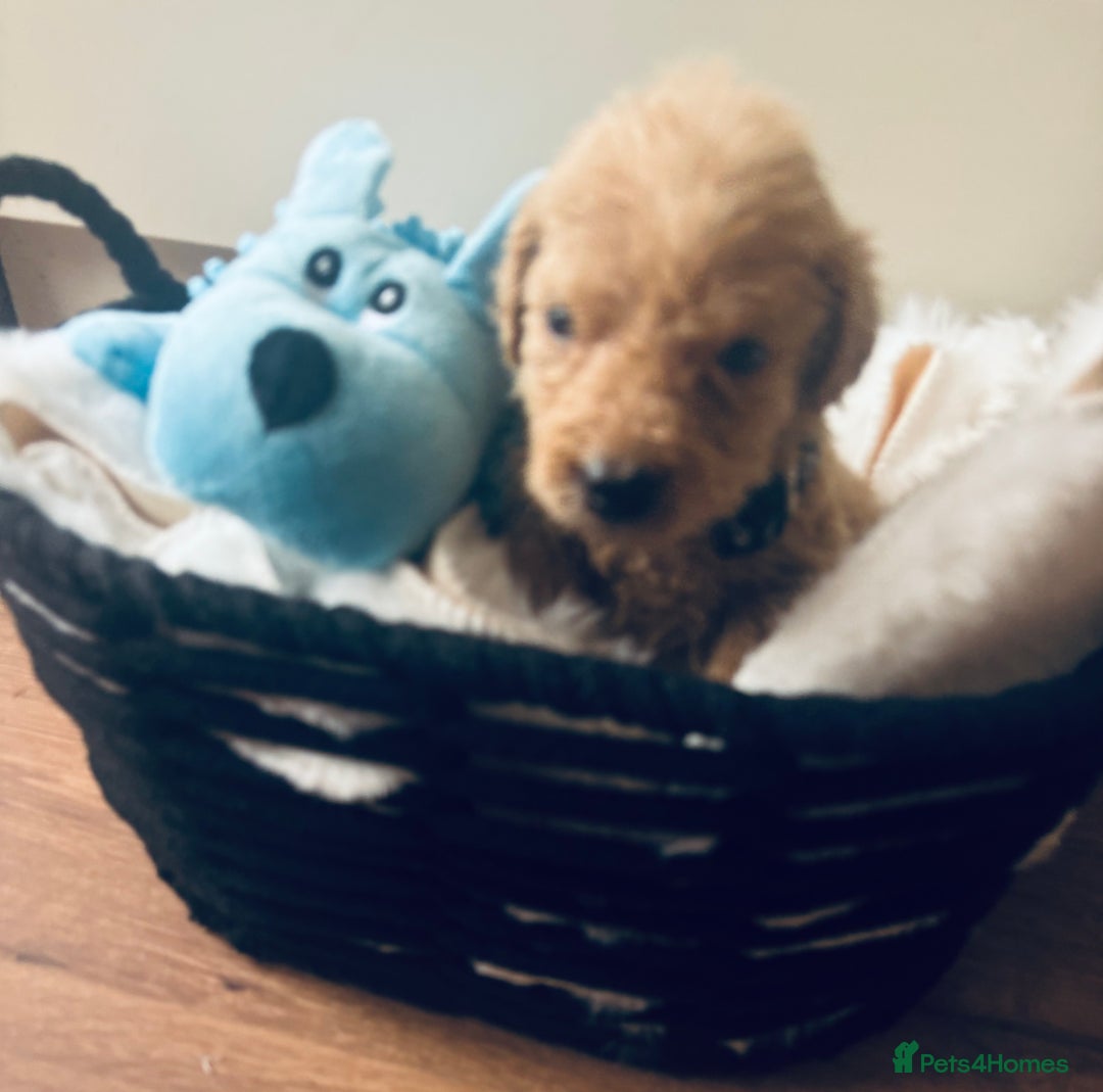 Labradoodle dogs for sale: F1 Labradoodles  - Image 12