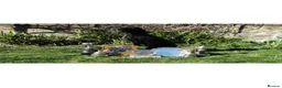 Labrador Retriever dogs for sale: Stunning litter  - Advert 3