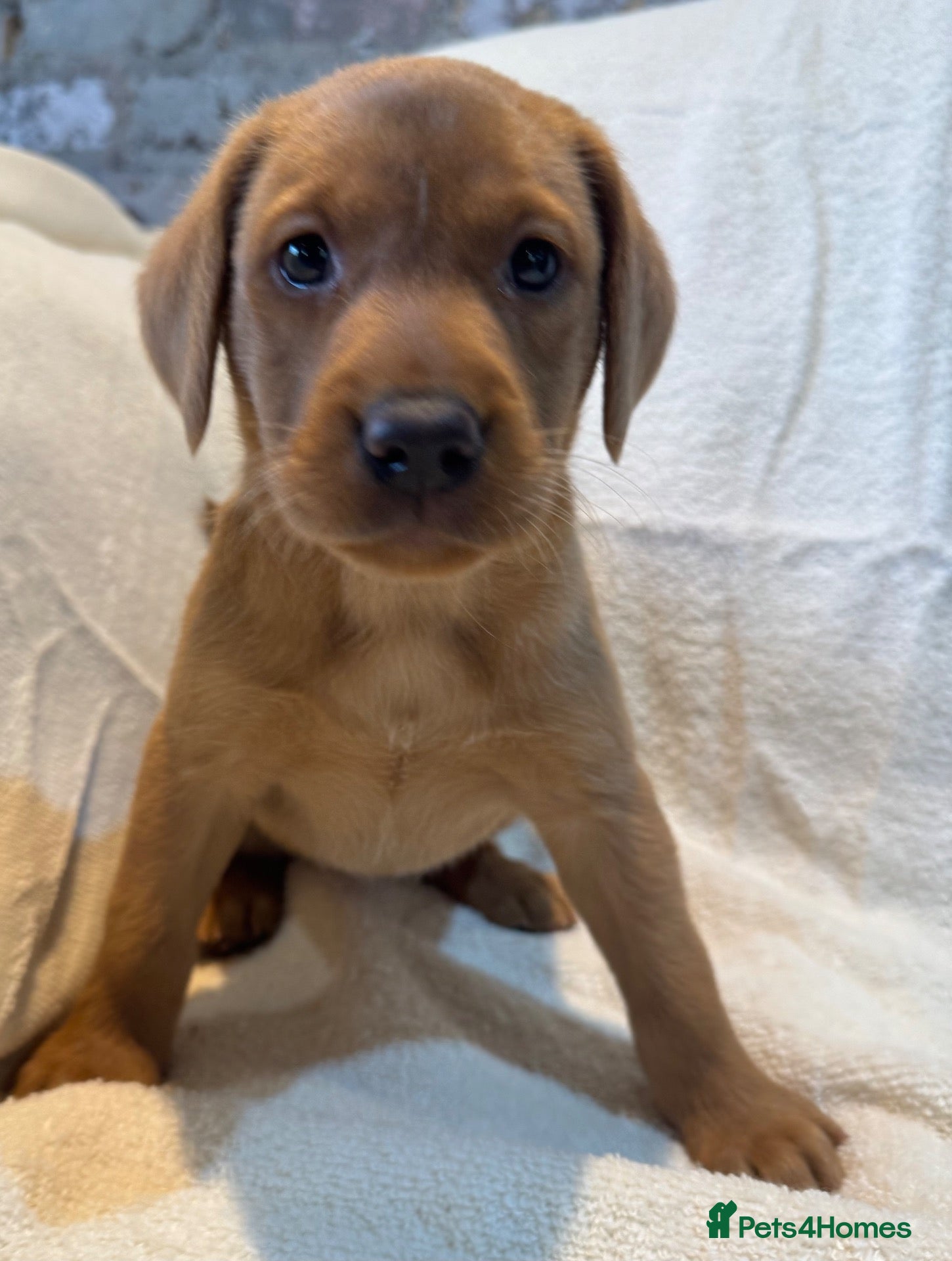 Labrador Retriever dogs Labradors FOX RED - Advert 1