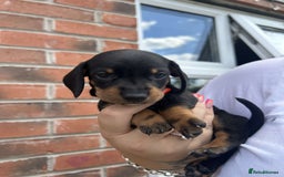 Miniature Dachshund dogs for sale: Miniature dachshunds - Image 2