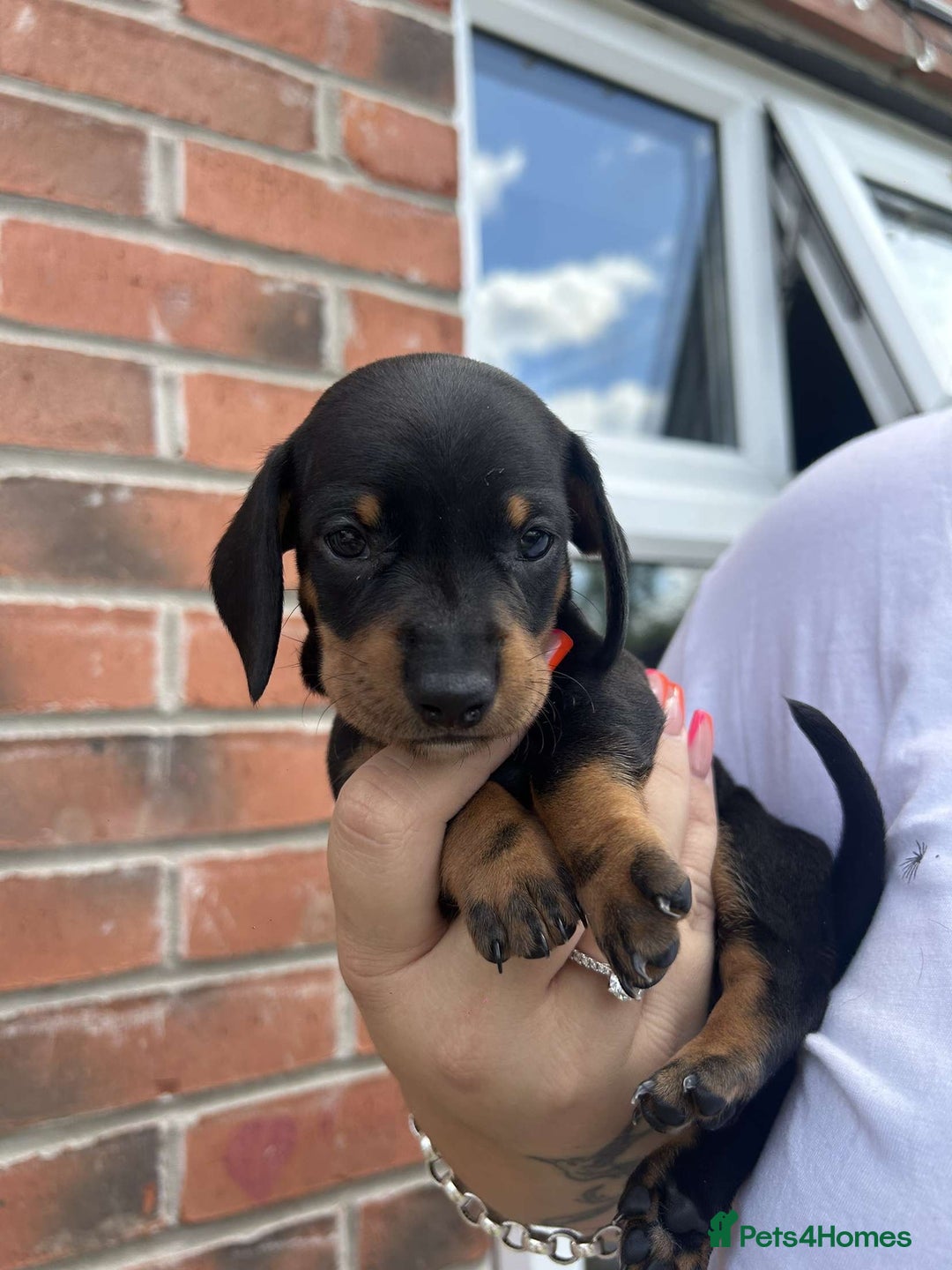 Miniature Dachshund dogs for sale: Miniature dachshunds - Image 2