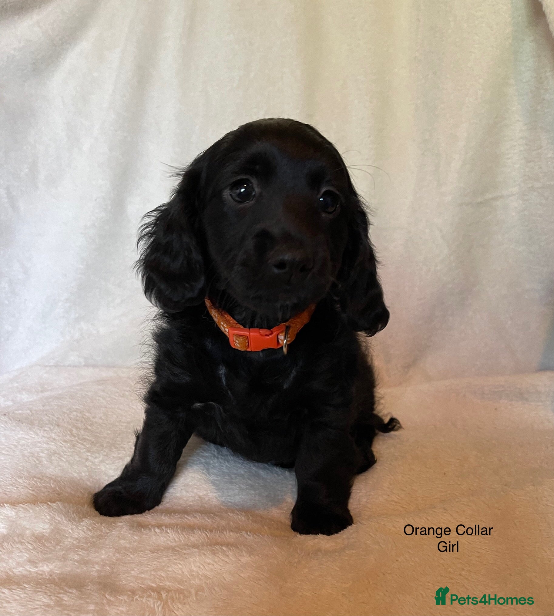 Mixed Breed dogs Gorgeous Litter of Puppies  - Advert 1