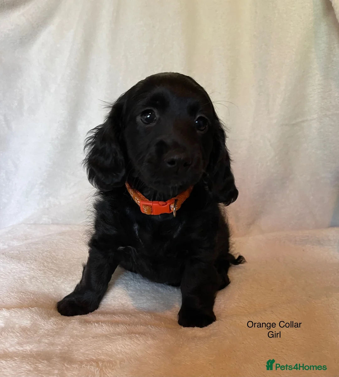 Mixed Breed dogs for sale: Gorgeous Litter of Puppies  - Advert 1