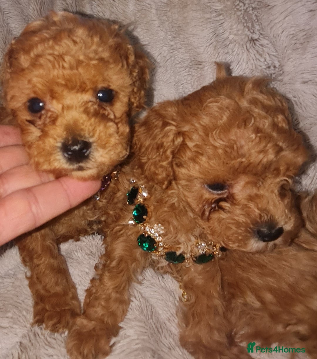 Toy Poodle dogs for sale: Tiny kc puppies,DNA&Genetic tested parents  - Image 5