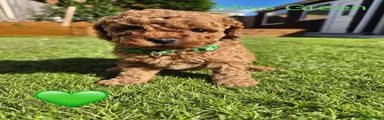 Toy Poodle 3