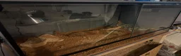 Bearded Dragon reptiles for sale: Bearded dragon 50% red monster x tangerine  - Advert 3