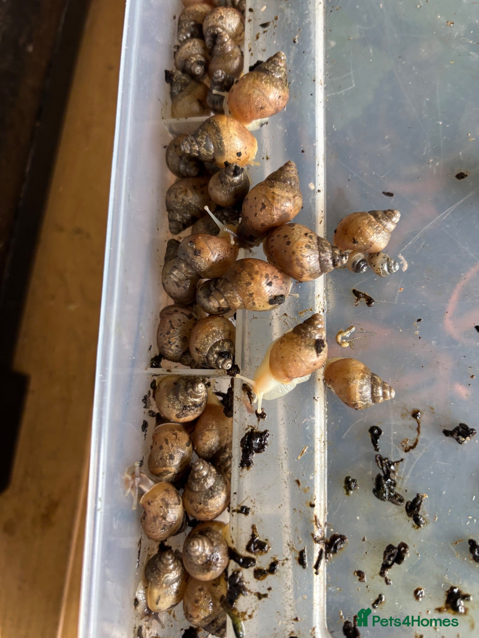 Snails invertebrates :Jodatzi baby giant african land snails - Advert 4